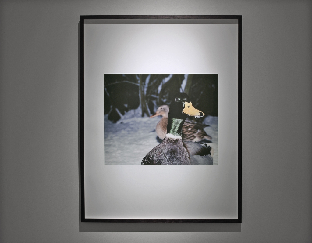 Daniel Andersson, Installationsansicht